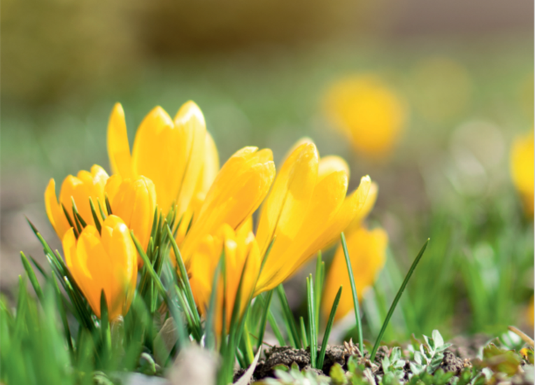 mehr zu Ottobrunner Frühlingserwachen